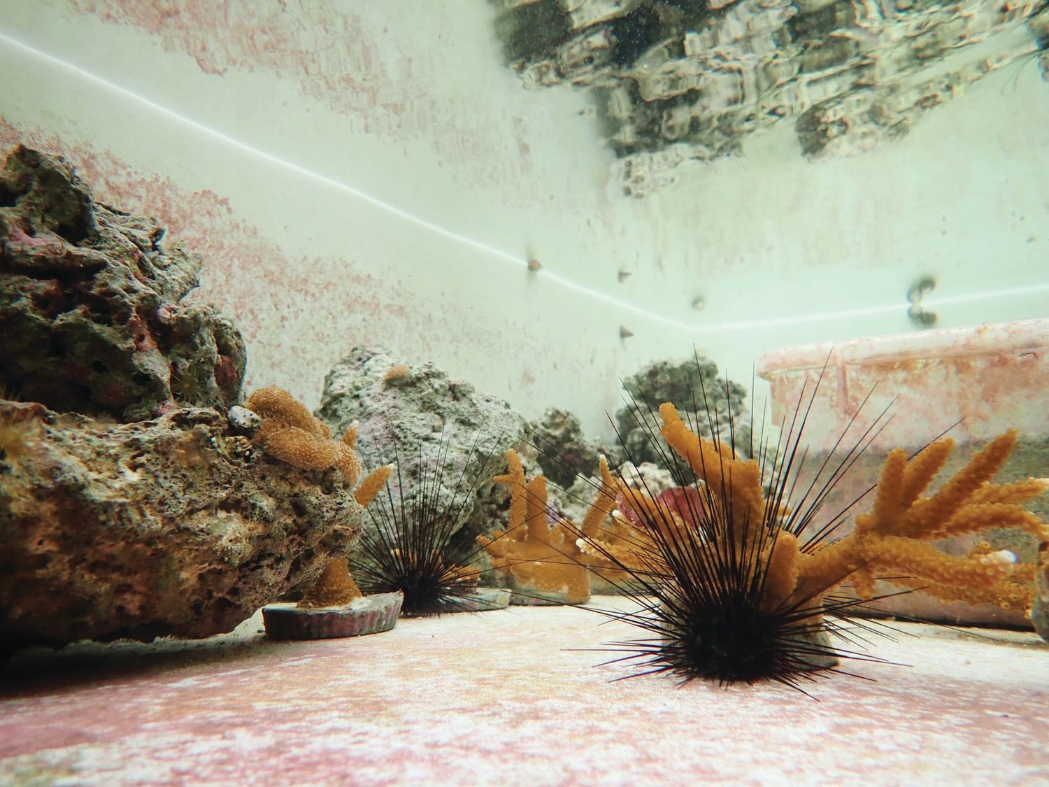 This photo shows a sea urchin.
